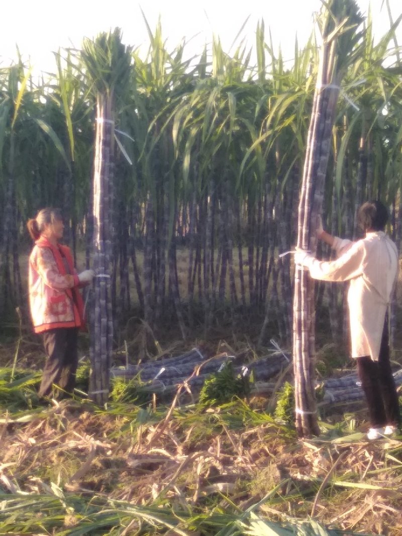 精品黑皮水果甘蔗，大量上市！梢部含糖量14点，量大从优