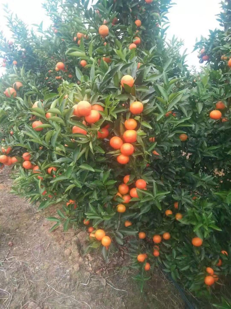 东方红柑美味，相约富川，不催熟，不打蜡，现摘现发