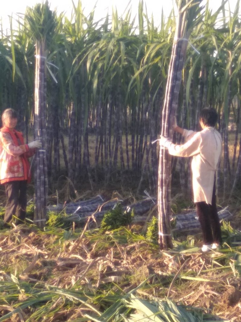 产地直发甘蔗黑皮氺果甘蔗色黑节长皮溥脆甜量大价优，