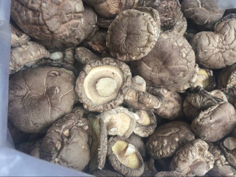 自然生长纯生态干香菇