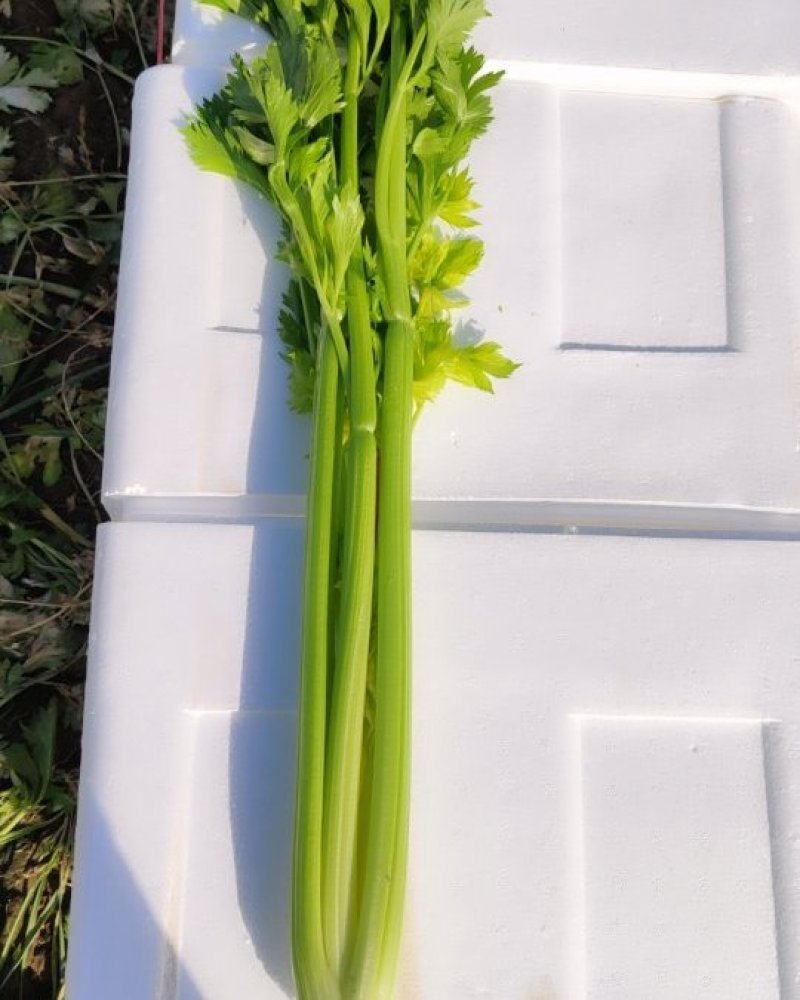 市场芹菜