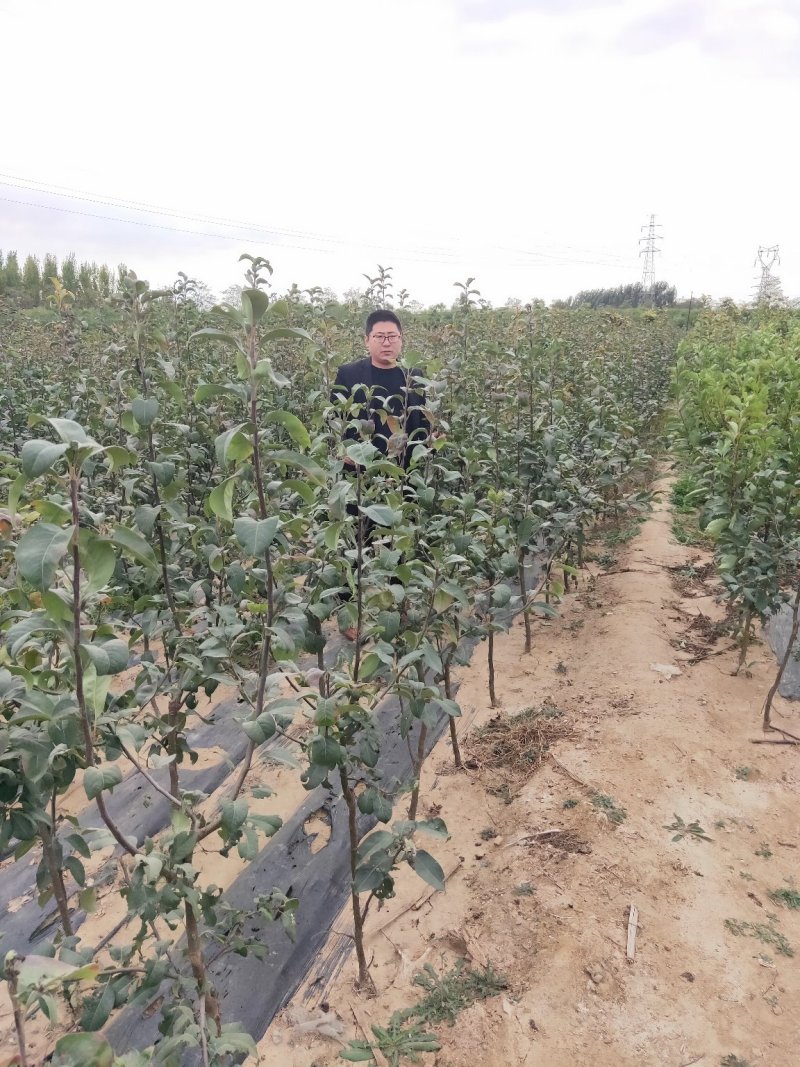 晚秋黄梨树苗1cm以下80cm梨树苗