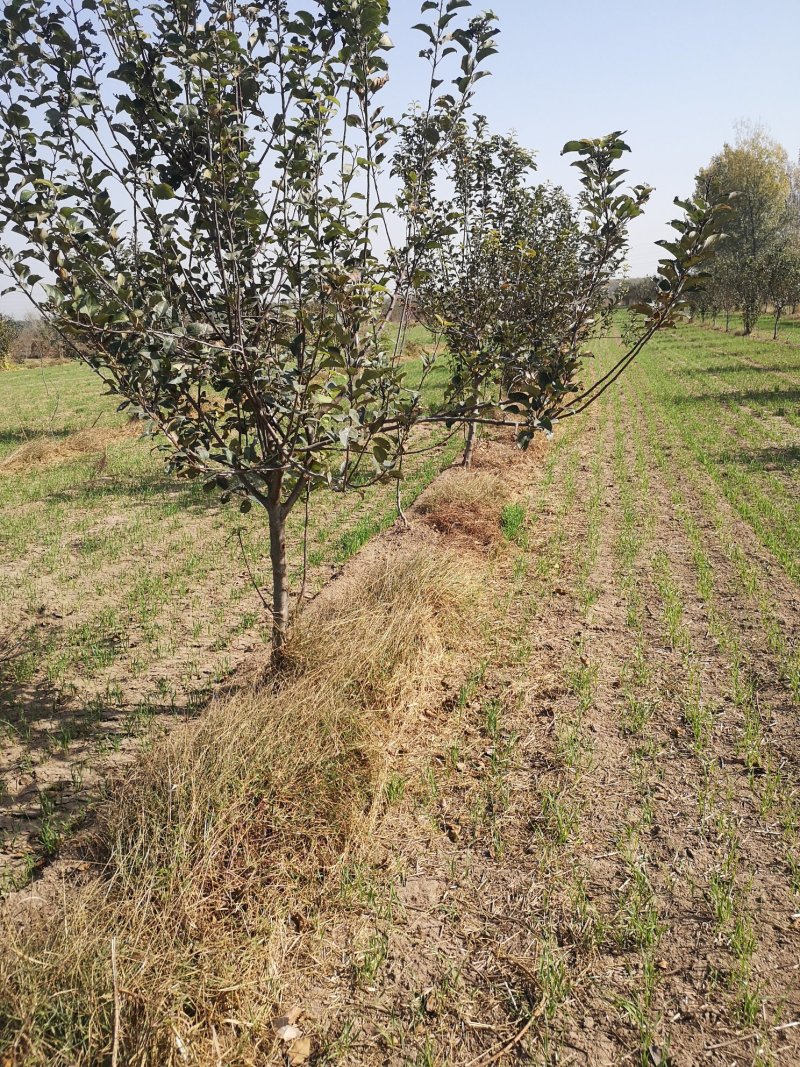 苹果树苗70~80cm2-3年占地用苗