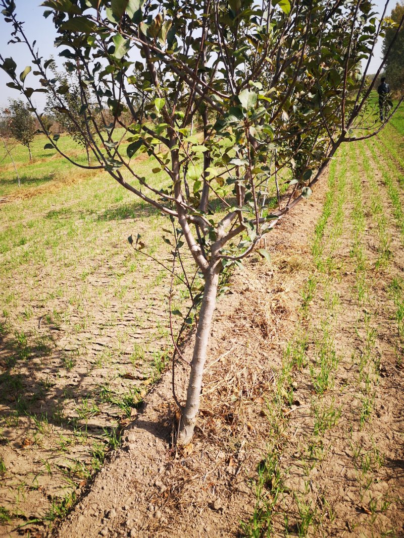 苹果树苗70~80cm2-3年占地用苗