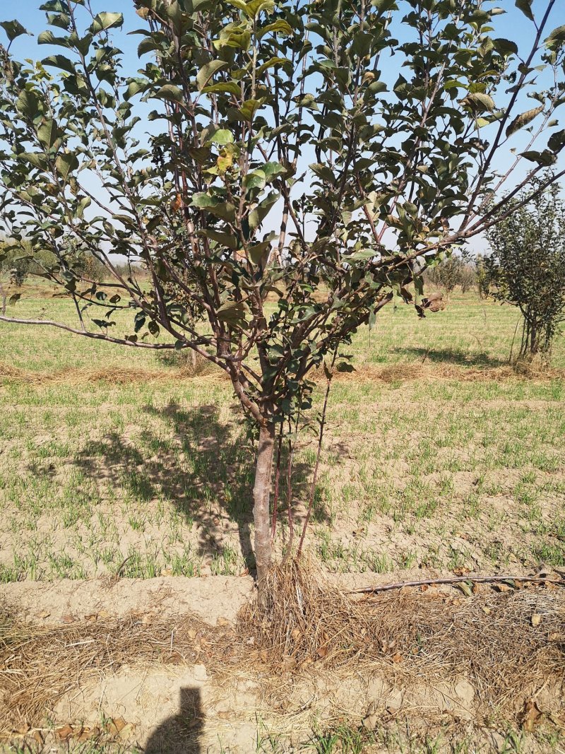 苹果树苗70~80cm2-3年占地用苗