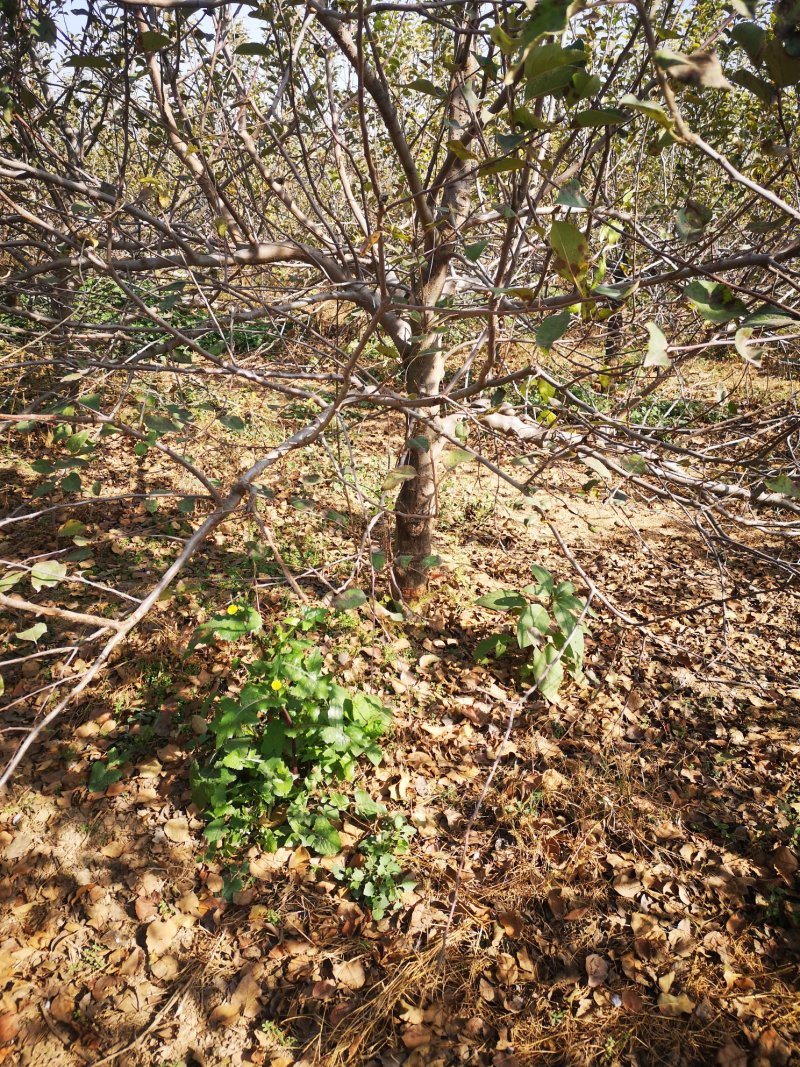 苹果树4~6cm4cm以下1.5~2米