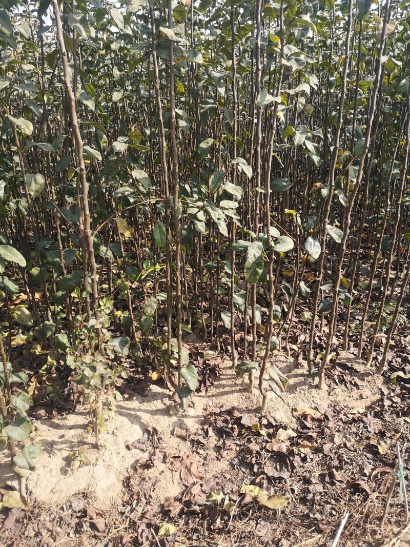 梨树苗皇冠梨苗80cm以上0.8cm
