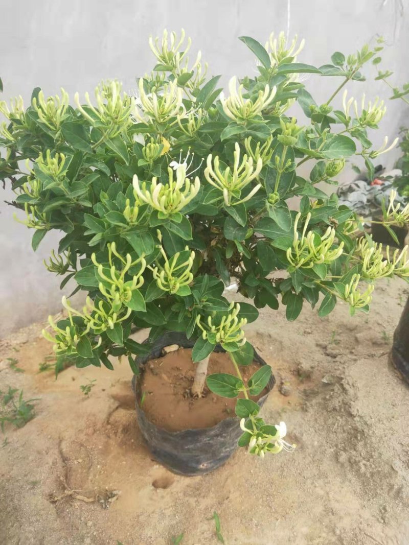 金银花