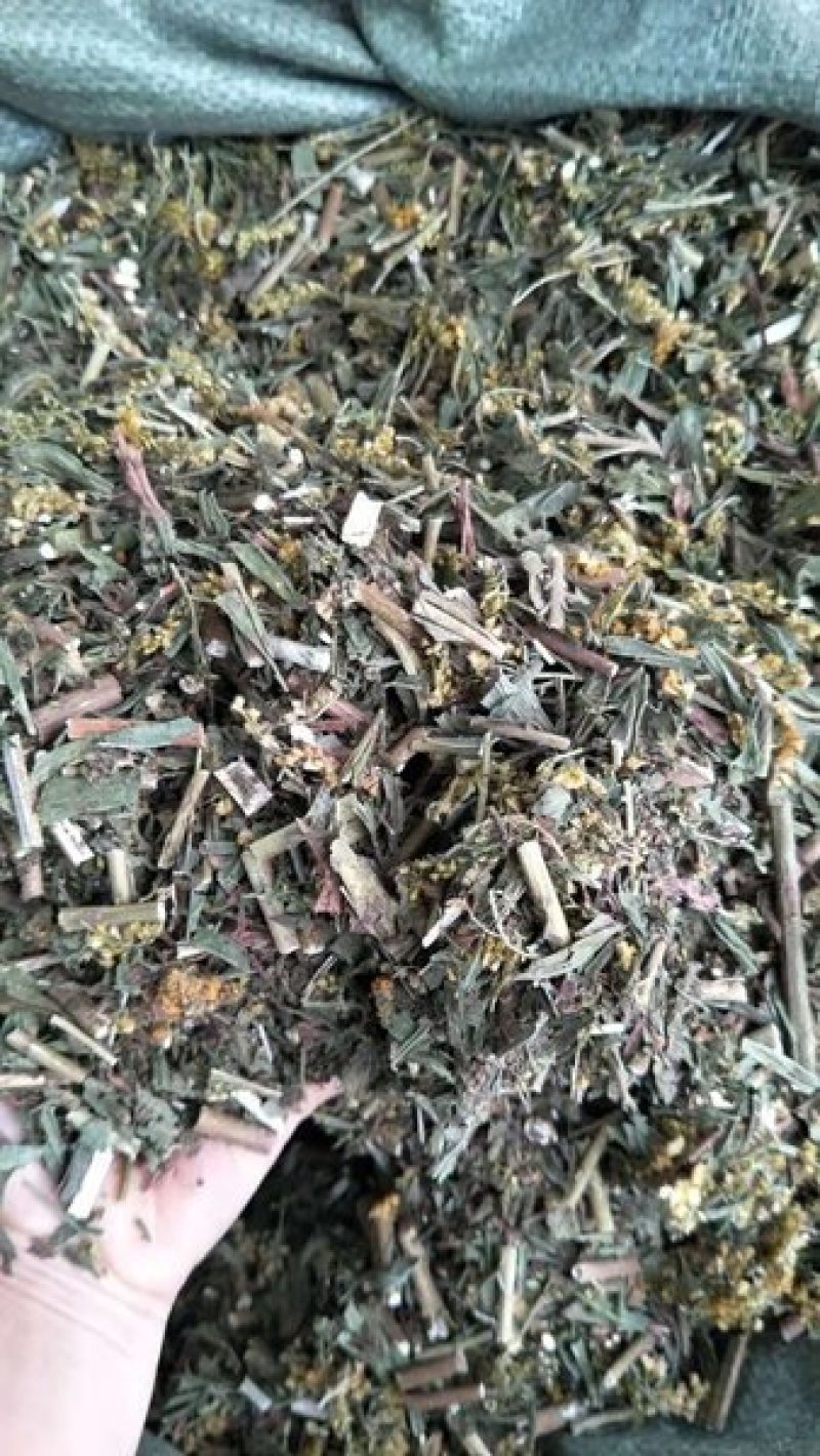 一枝黄花一支黄花黄花草满山草老虎尿百草根