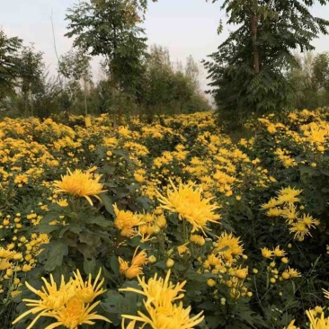 菊花，菊花茶