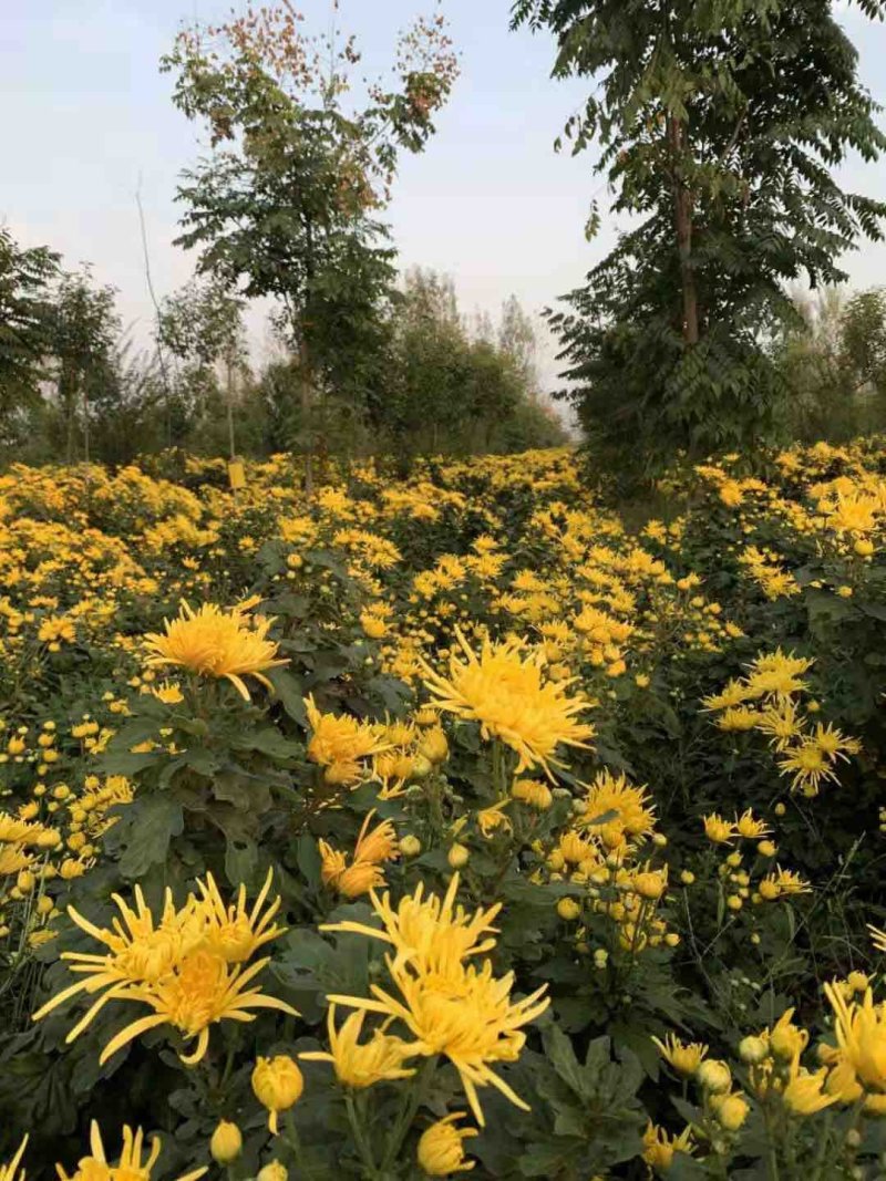 菊花，菊花茶