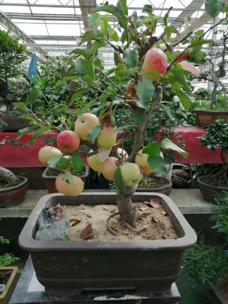 苹果树盆景观赏吃果两相宜，是陶冶情操，放松身心的佳品