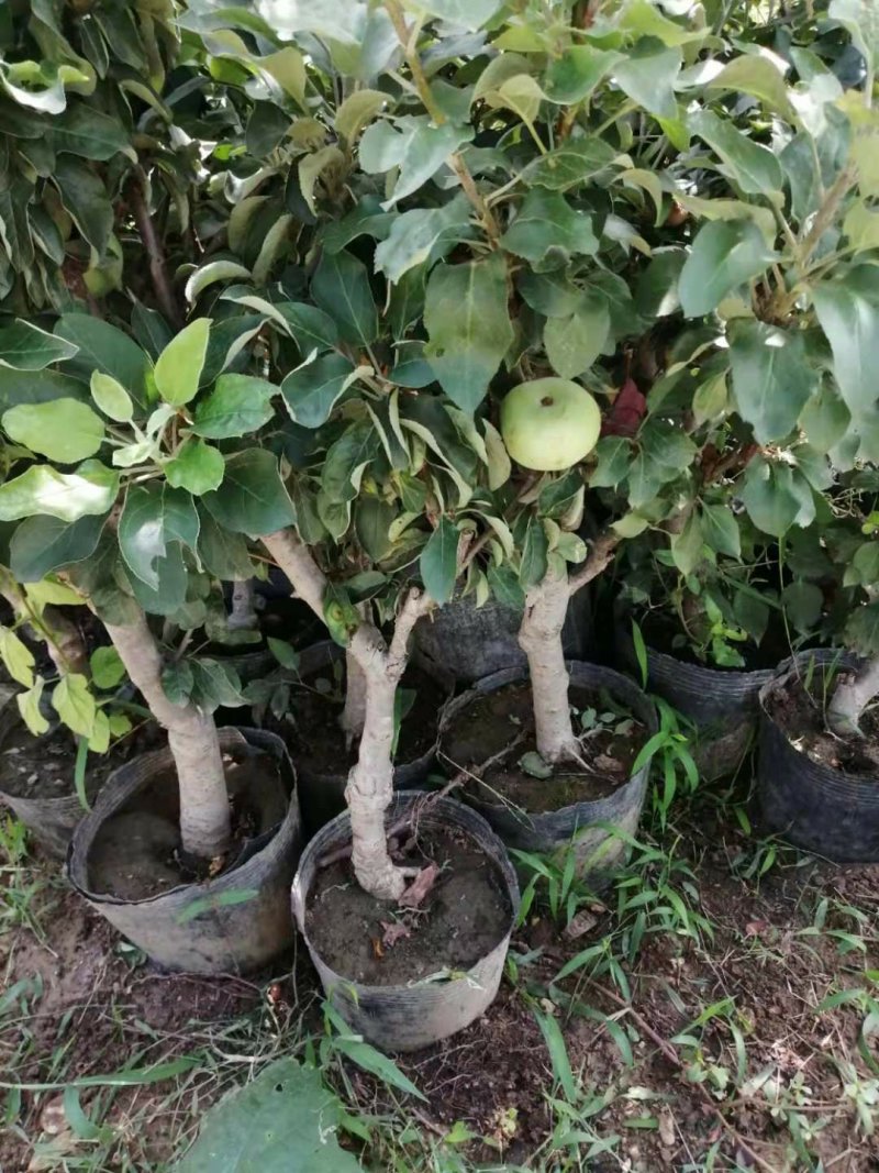 苹果树盆景观赏吃果两相宜，是陶冶情操，放松身心的佳品