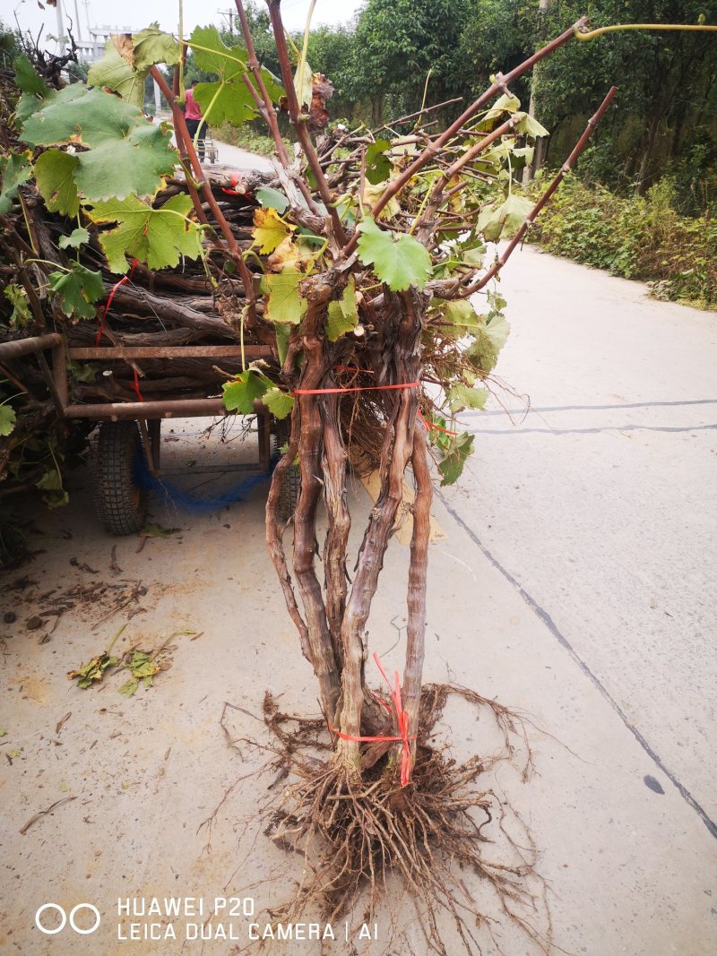 占地葡萄树，v型架，投资低回报高一手货源，常年供应