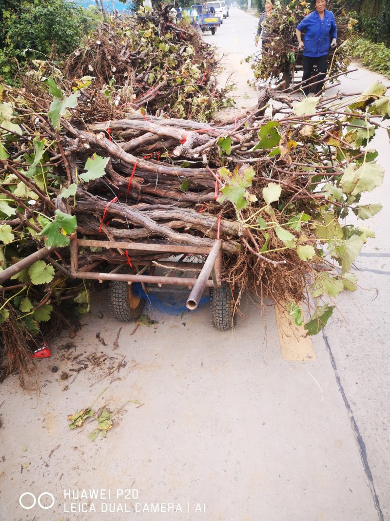 占地葡萄树，v型架，投资低回报高一手货源，常年供应