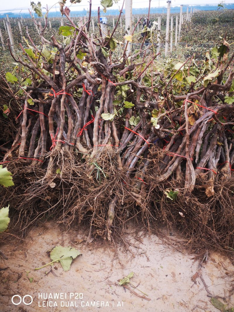 占地葡萄树，v型架，投资低回报高一手货源，常年供应