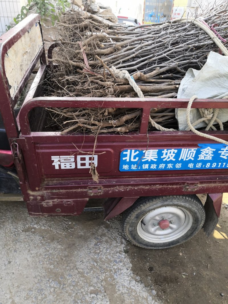 1公分2公分3公分10公分冬枣树苗价格中秋酥脆枣树