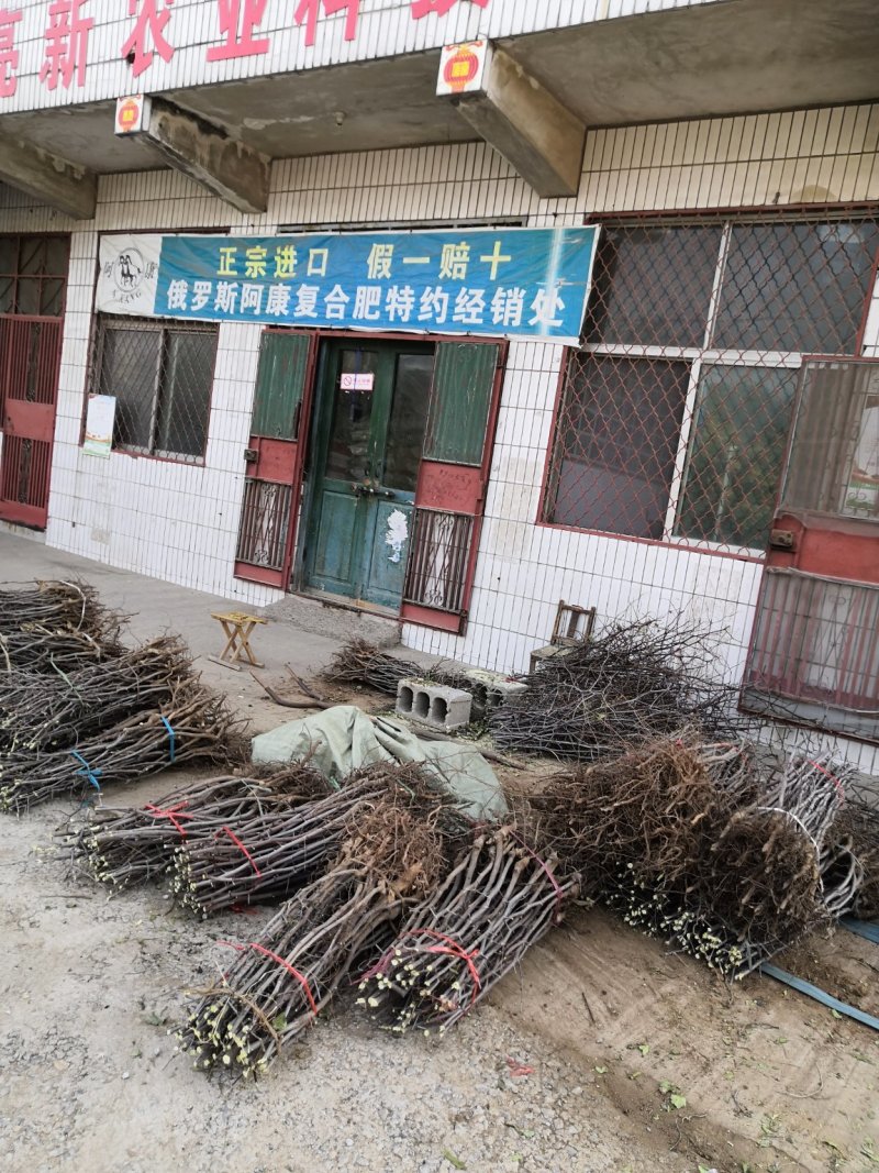 1公分2公分3公分10公分冬枣树苗价格中秋酥脆枣树