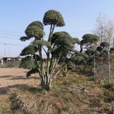 造型小叶女贞