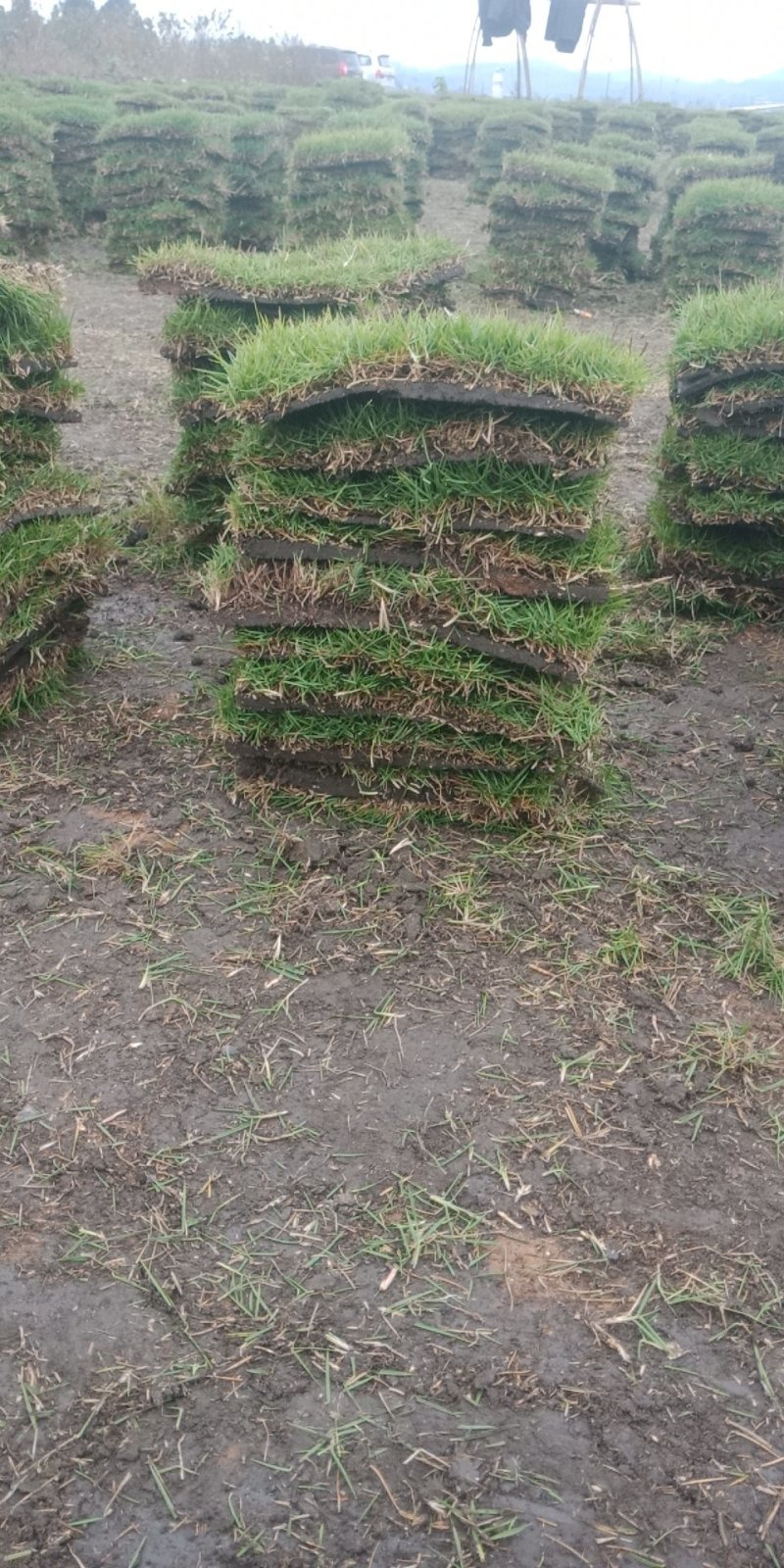 台湾草