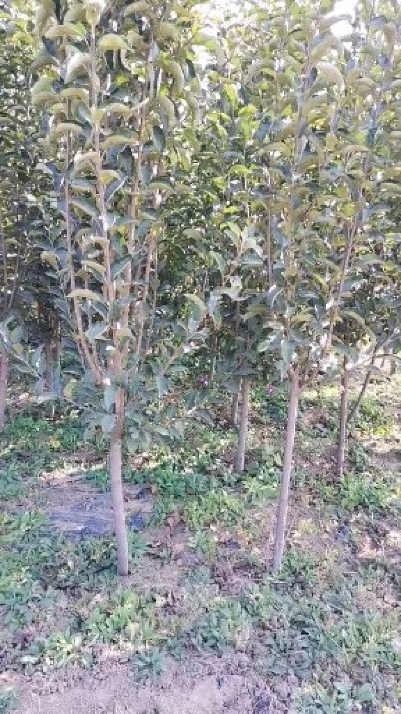 王林苹果树苗，成活率高，技术指导，保品种，可签合同