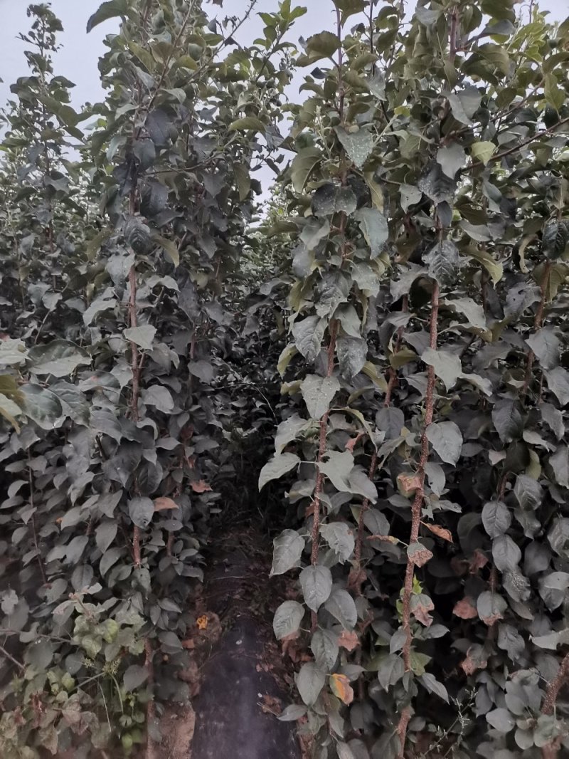 王林苹果树苗，成活率高，技术指导，保品种，可签合同