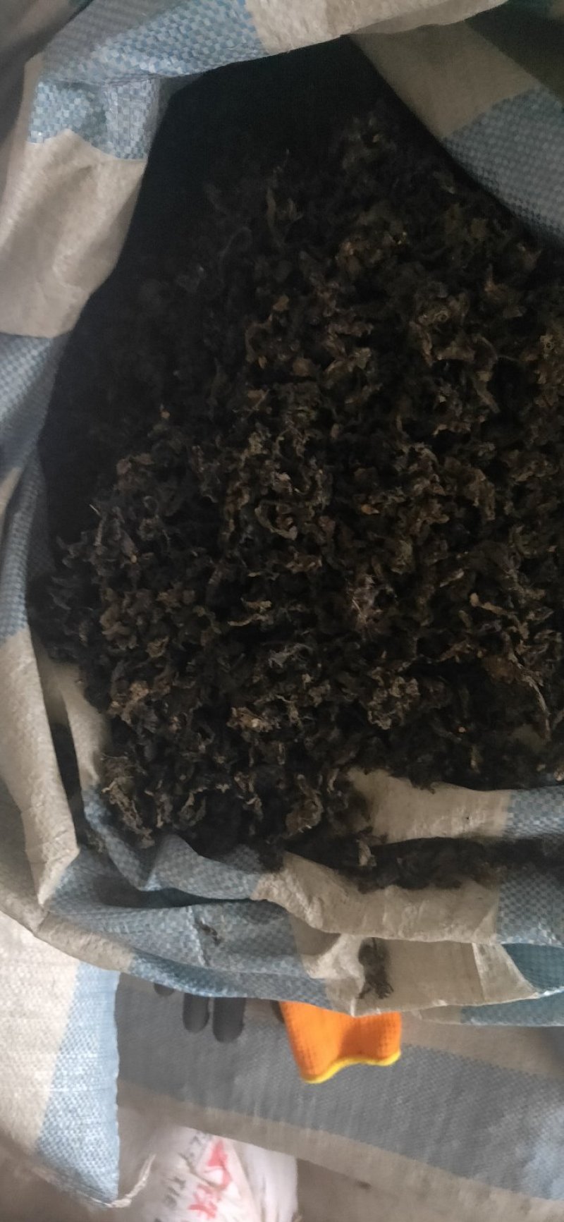 地皮菜