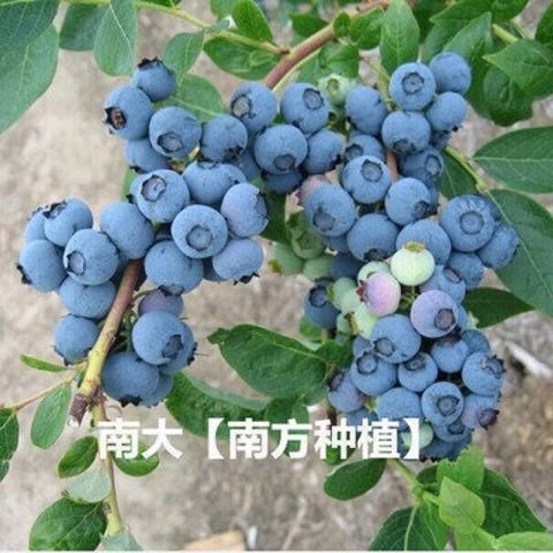 【热销蓝莓苗】北春红果兔眼薄雾奥尼尔品种齐全喜欢联系