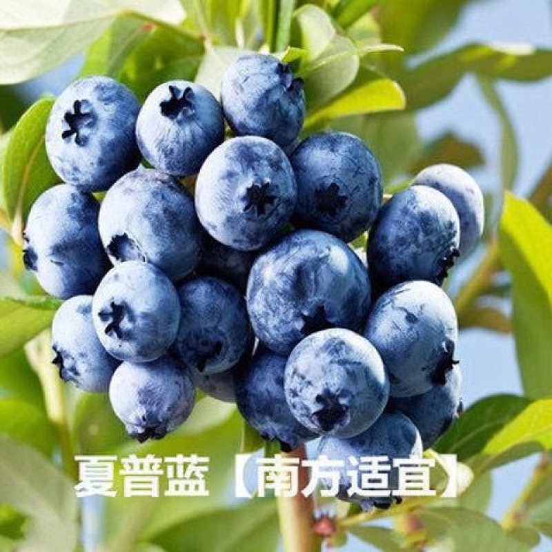 【热销蓝莓苗】北春红果兔眼薄雾奥尼尔品种齐全喜欢联系