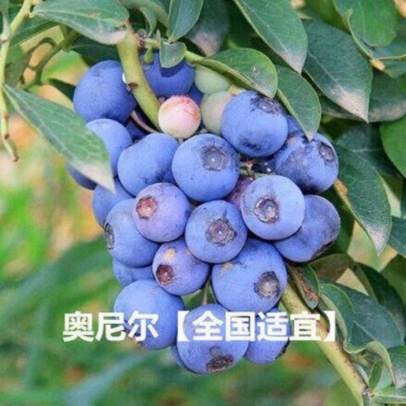 【热销蓝莓苗】北春红果兔眼薄雾奥尼尔品种齐全喜欢联系