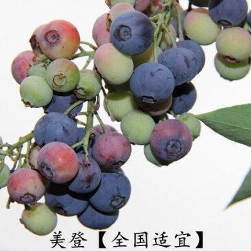 【热销蓝莓苗】北春红果兔眼薄雾奥尼尔品种齐全喜欢联系