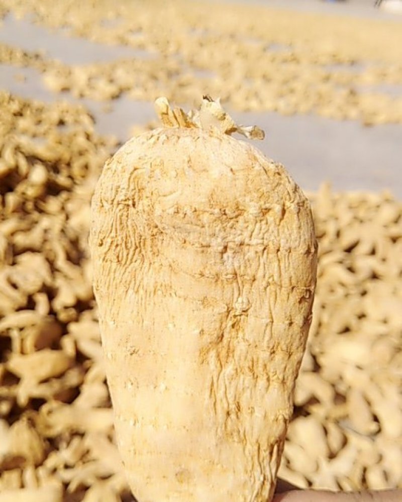 陕西丹凤峦庄天麻小镇直供
