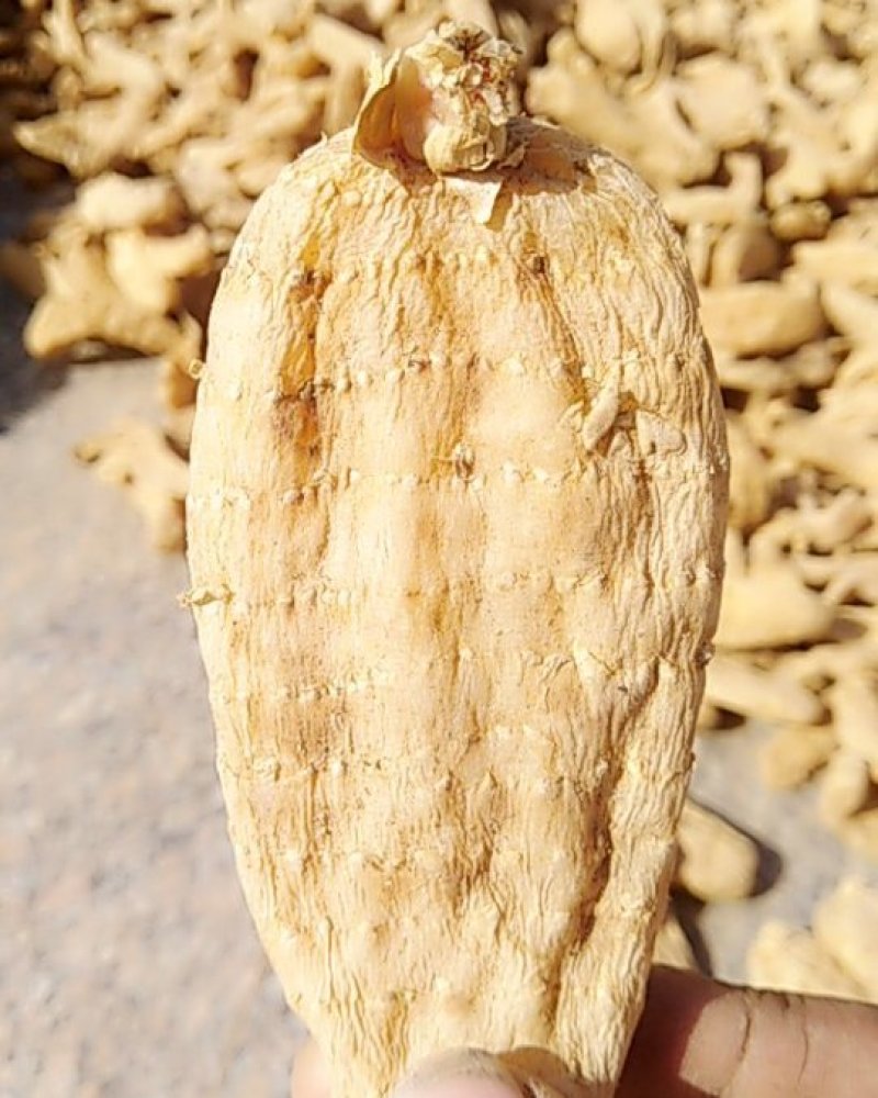 陕西丹凤峦庄天麻小镇直供