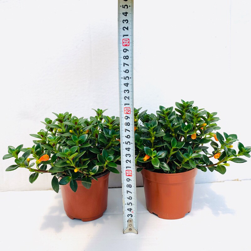 金鱼吊兰驱蚊植物吊兰盆栽四季常青吸甲醛二手烟