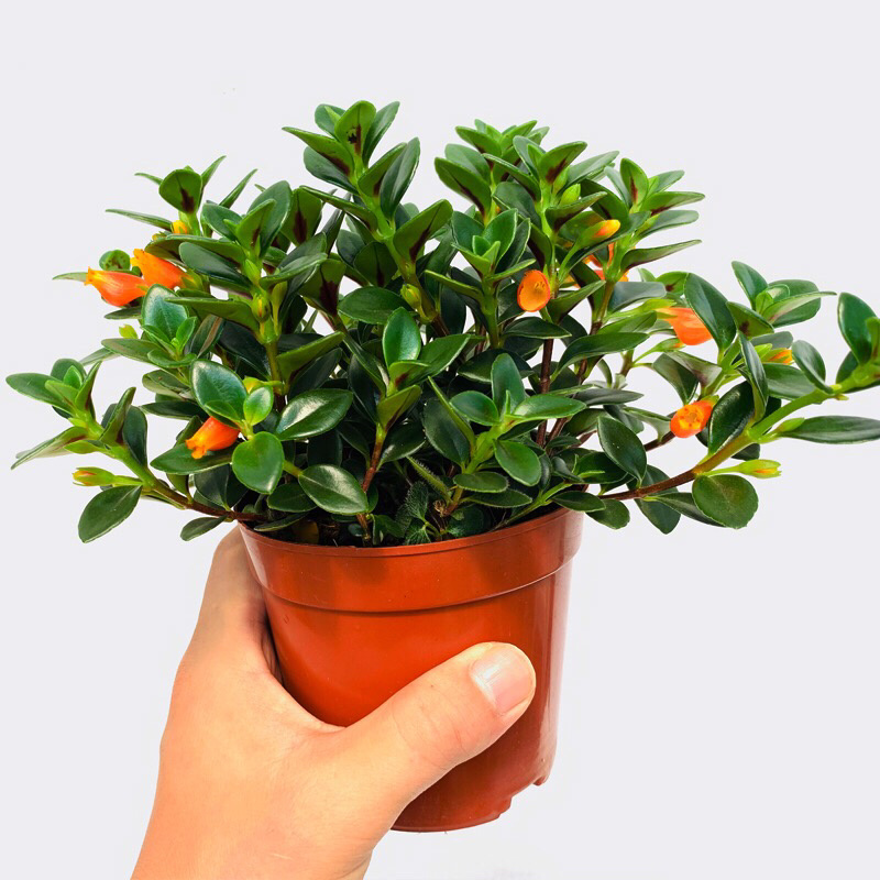 金鱼吊兰驱蚊植物吊兰盆栽四季常青吸甲醛二手烟