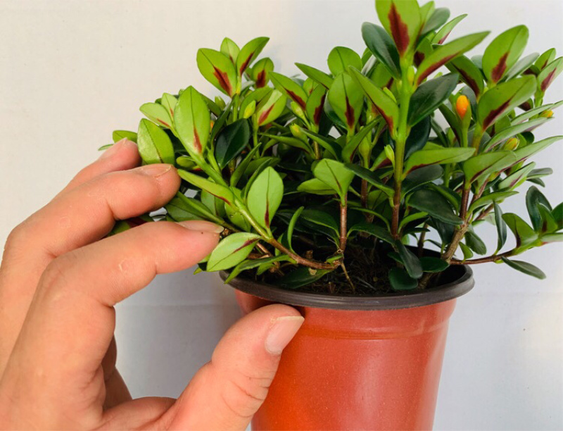 金鱼吊兰驱蚊植物吊兰盆栽四季常青吸甲醛二手烟