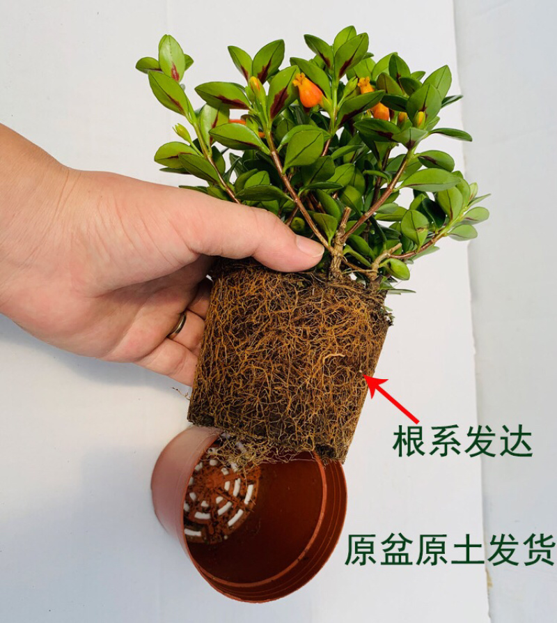 金鱼吊兰驱蚊植物吊兰盆栽四季常青吸甲醛二手烟