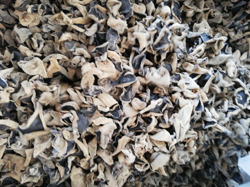 无根肉厚木耳(常年供应东北肉厚无根木耳春耳秋耳黑山)