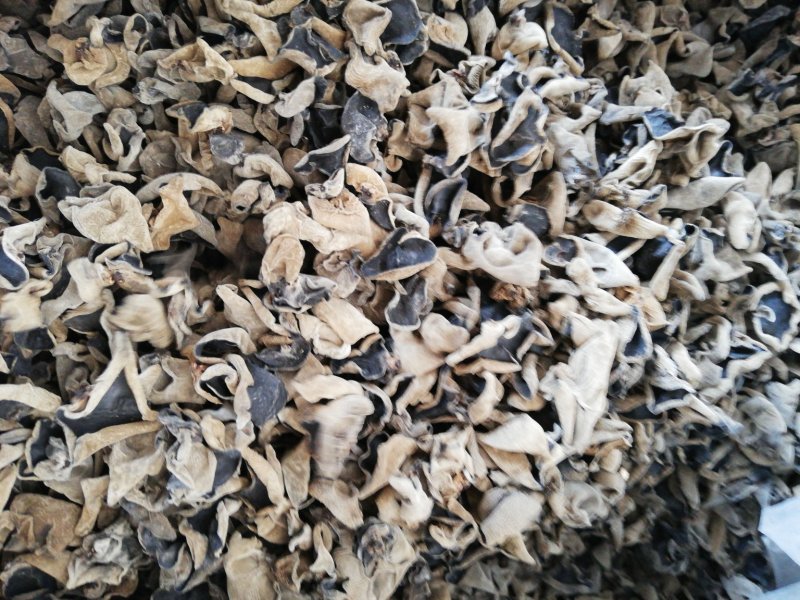 无根肉厚木耳(常年供应东北肉厚无根木耳春耳秋耳黑山)