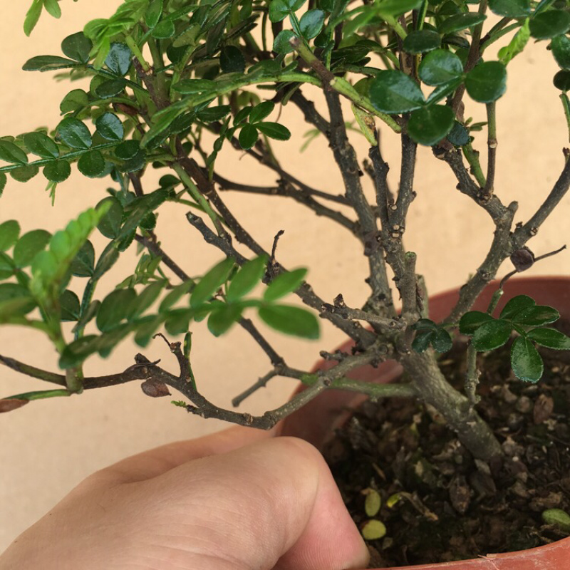 清香木盆栽植物办公室吸甲醛净化空气四季常青植物