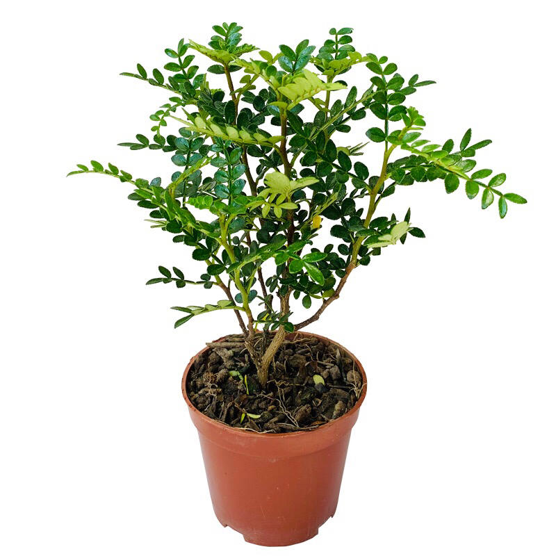清香木盆栽植物办公室吸甲醛净化空气四季常青植物
