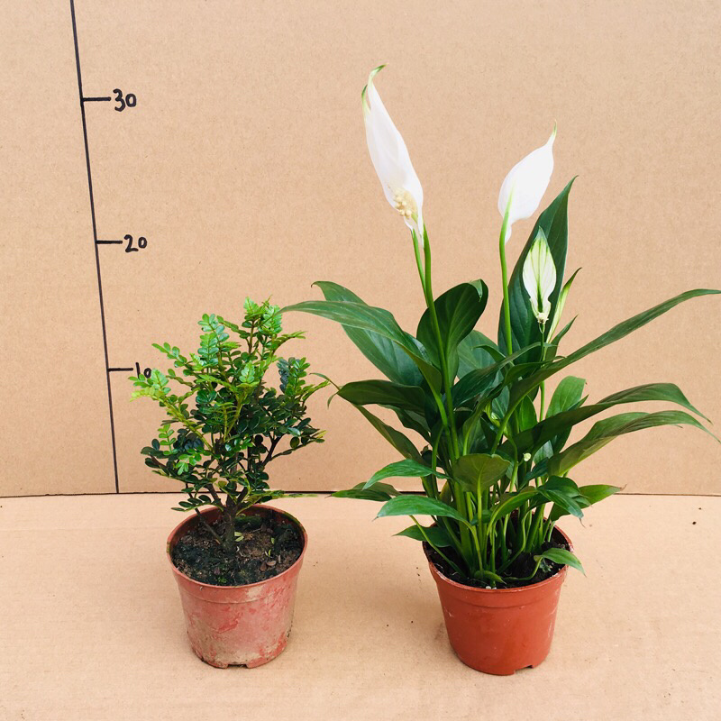 清香木盆栽植物办公室吸甲醛净化空气四季常青植物