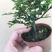 清香木盆栽植物办公室吸甲醛净化空气四季常青植物