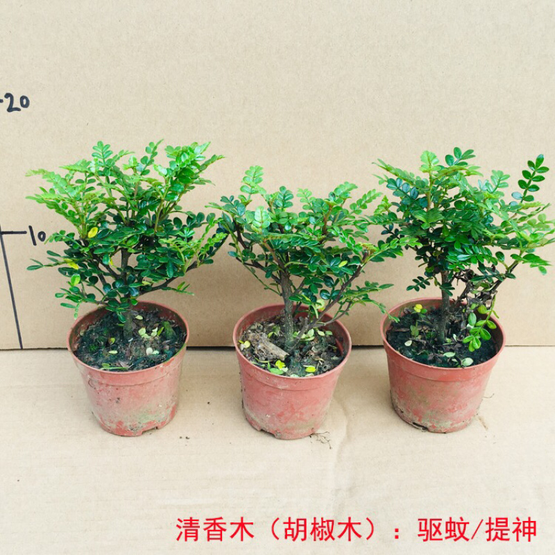 清香木盆栽植物办公室吸甲醛净化空气四季常青植物