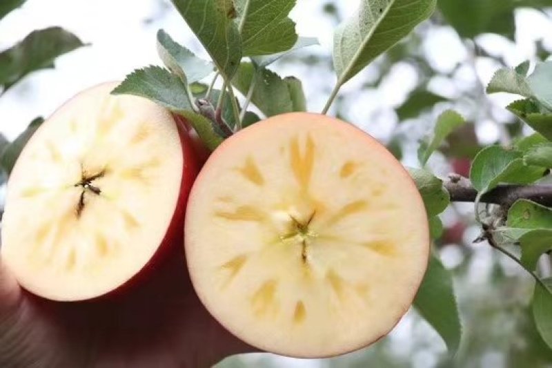 高原生态糖心苹果🍎