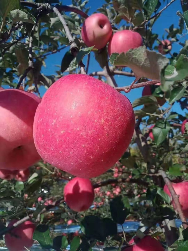 高原生态糖心苹果🍎