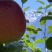 高原生态糖心苹果🍎