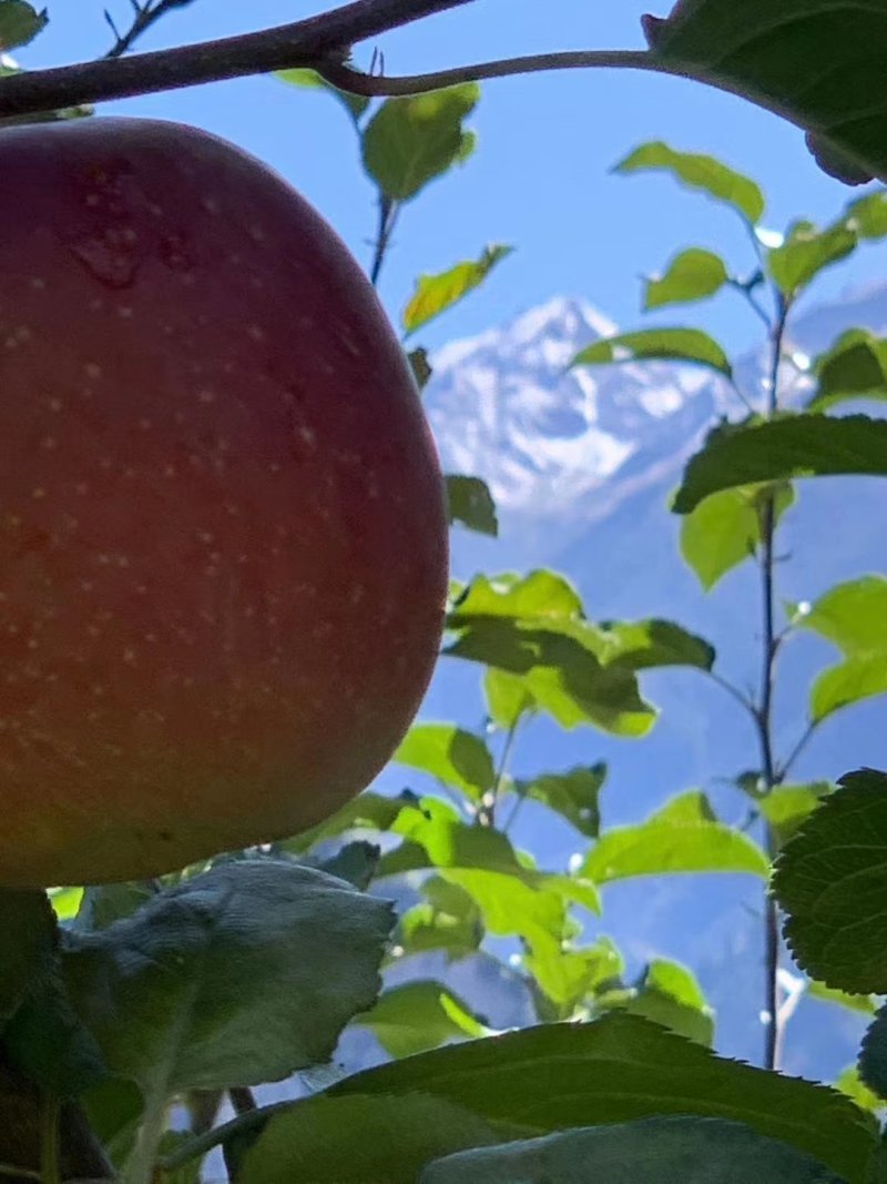 高原生态糖心苹果🍎