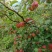 高原生态糖心苹果🍎
