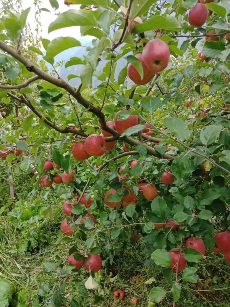 高原生态糖心苹果🍎